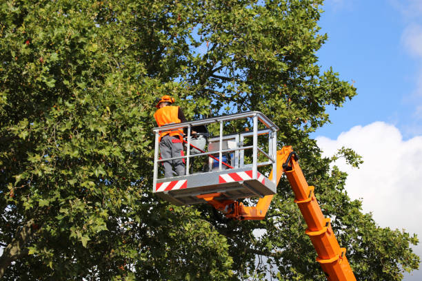 Independence, KS Tree Removal Company